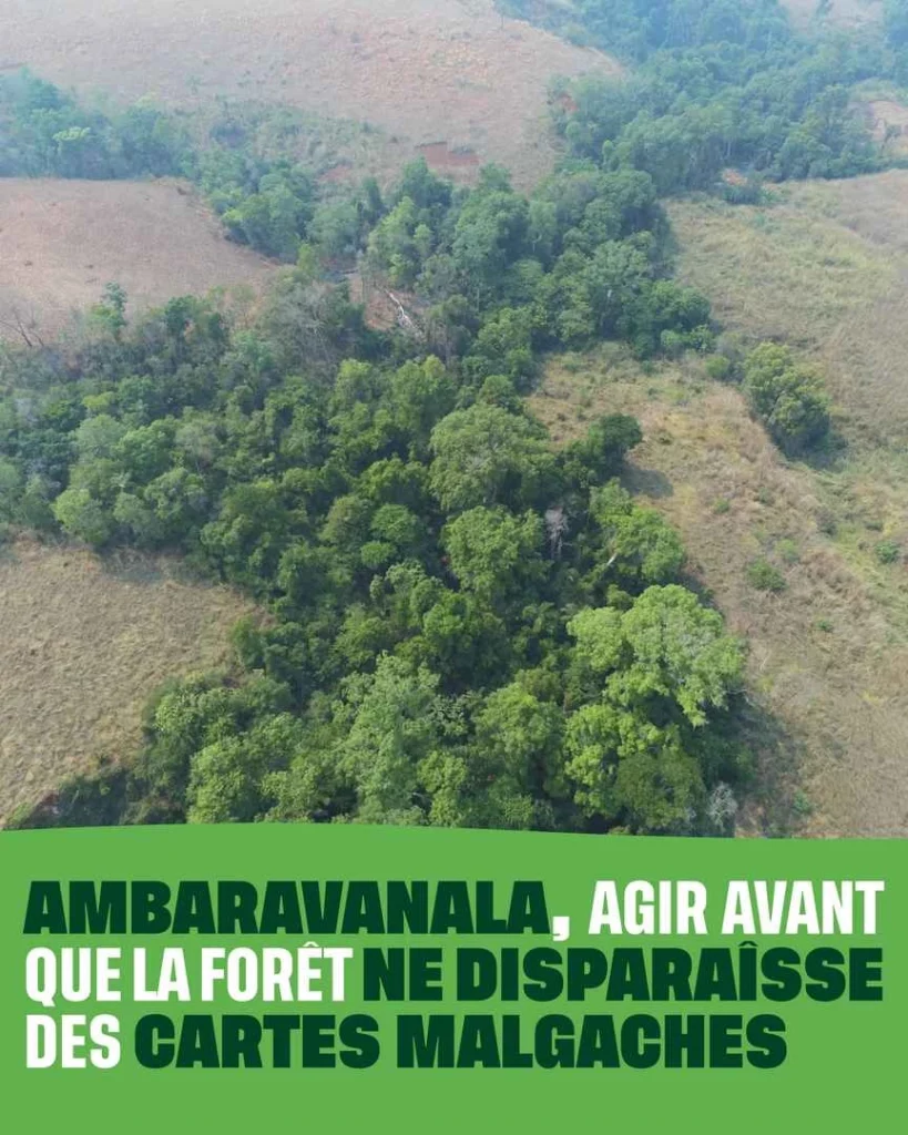 Photo de la forêt d'Ambaravanala