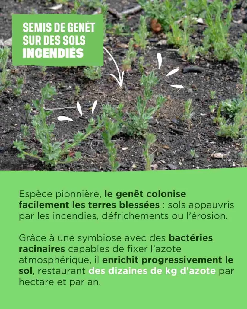 Semis de genêt sur des sols incendiés