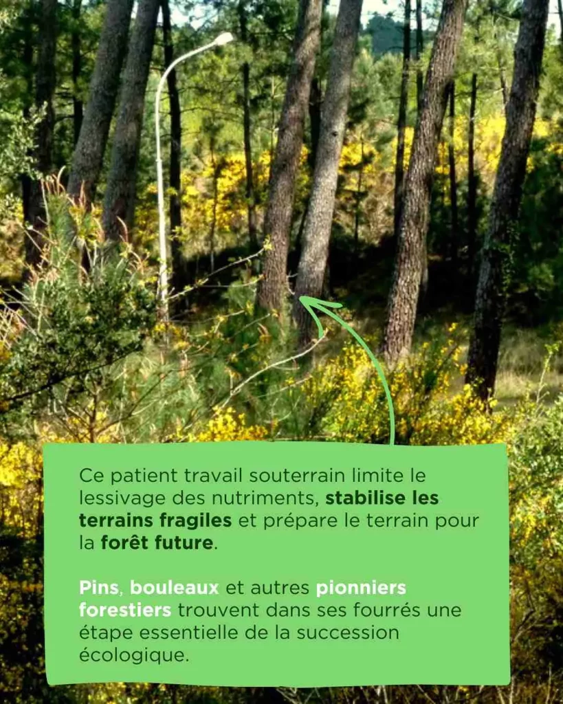 Les pins poussent au dessus du genêt