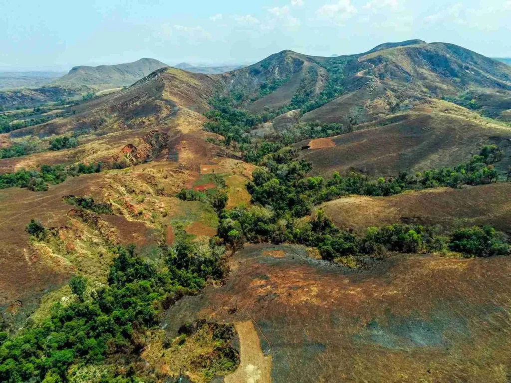 Forêt naturelle à Madagascar