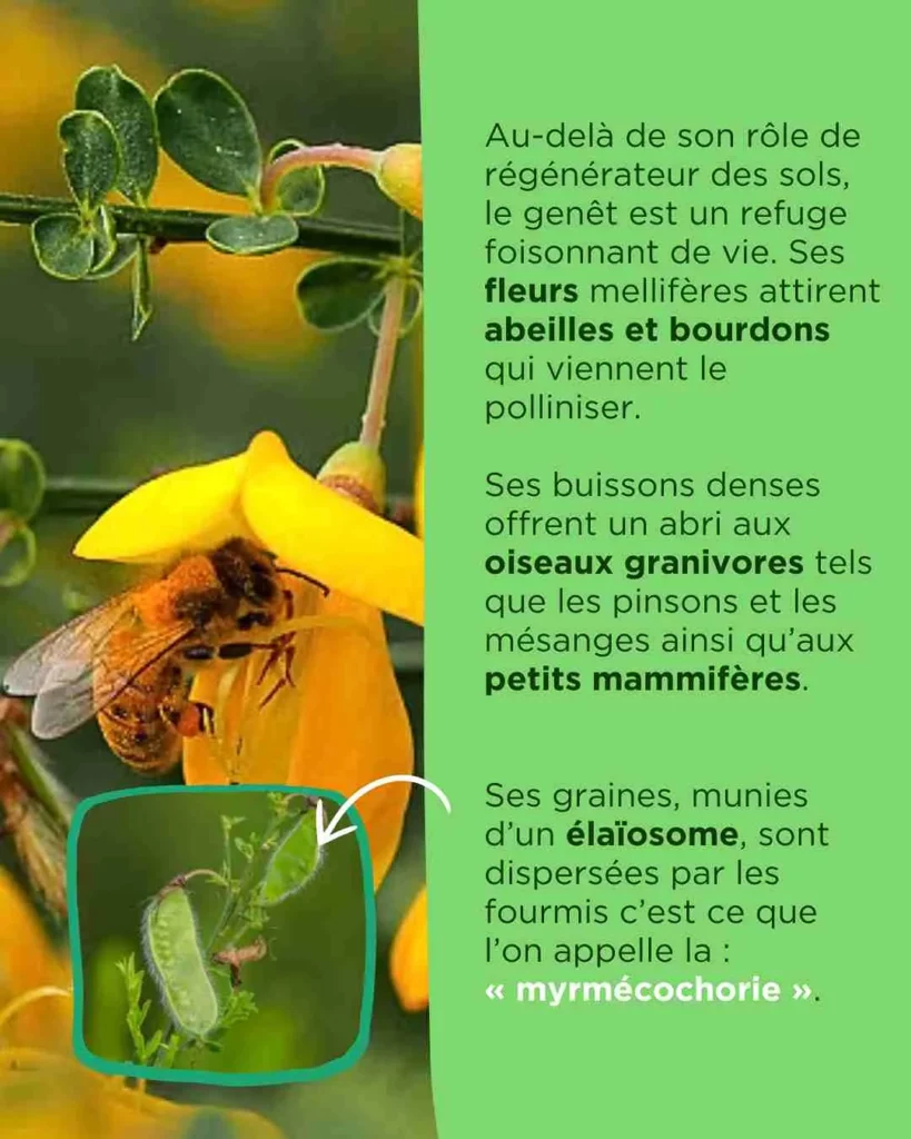abeilles qui butinent le genêt