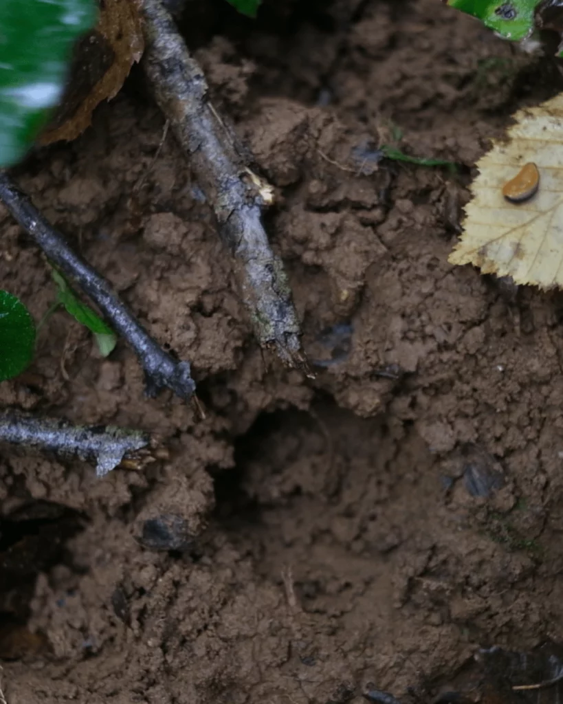 Trace de chevreuil durant un atelier de pistage