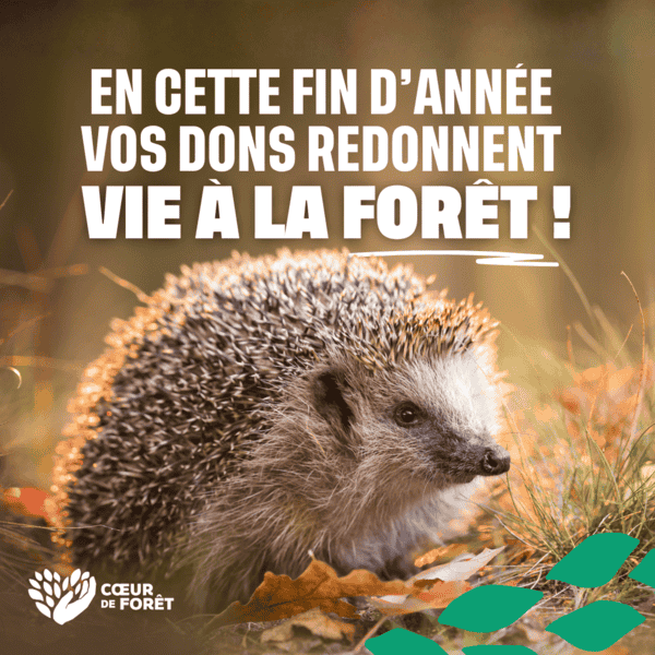 En cette fin d&#039;année, vos dons redonnent vie à la forêt
