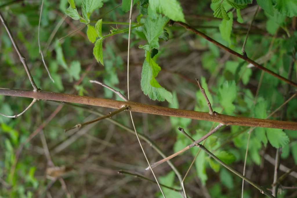 Frêne dépérissant