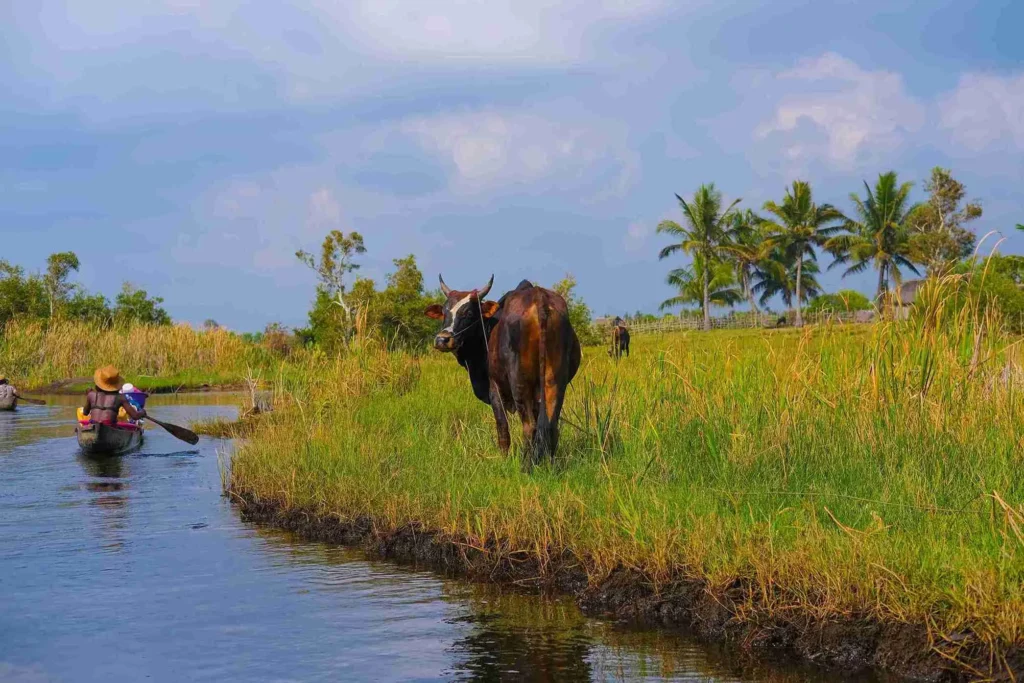 Zébu dans zone humide Madagascar