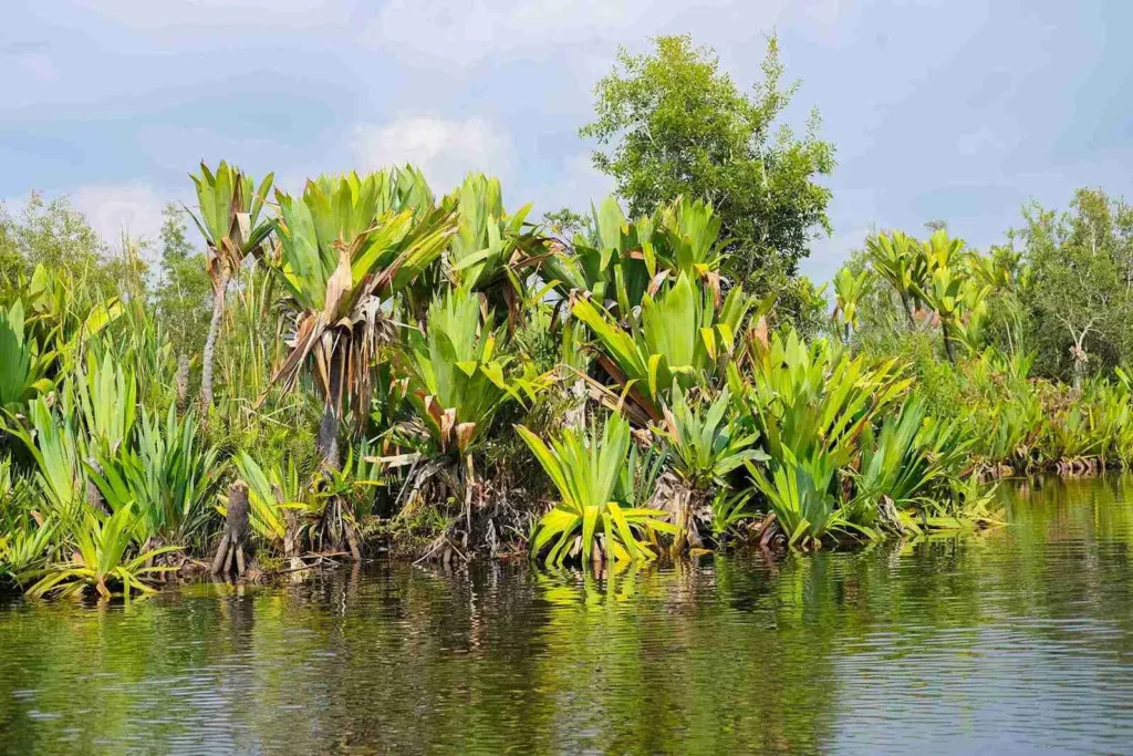 Zone humide à Madagascar