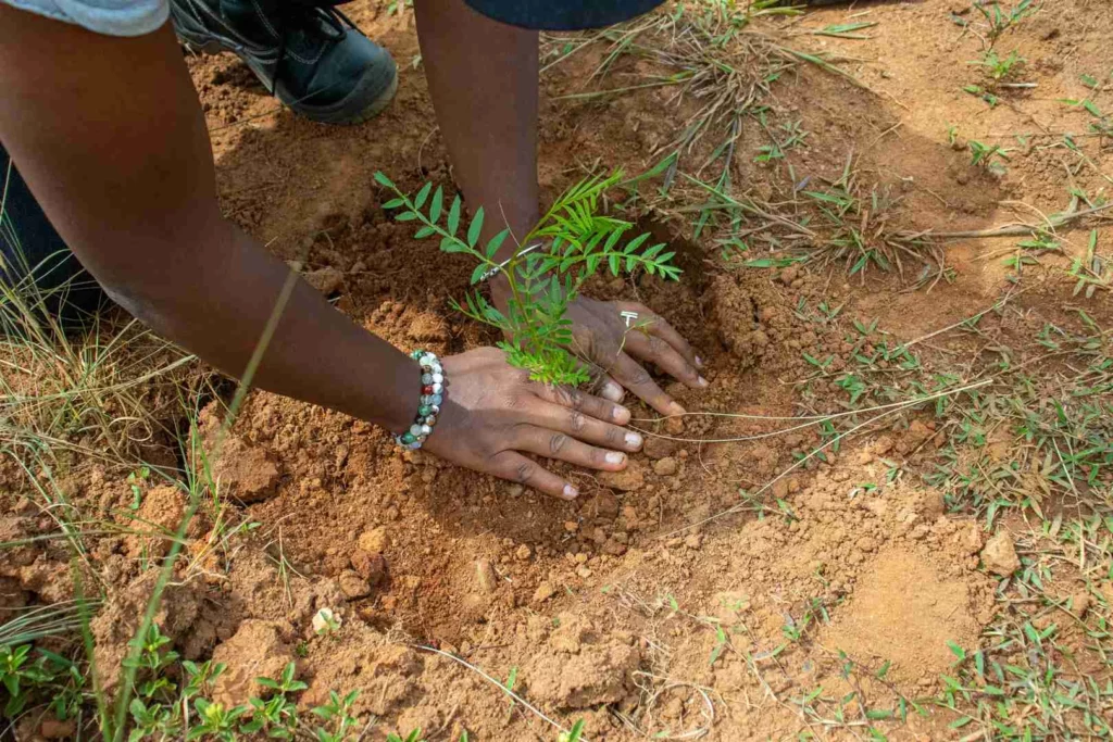 Plant planté durant la campagne de reforestation d'équipe
