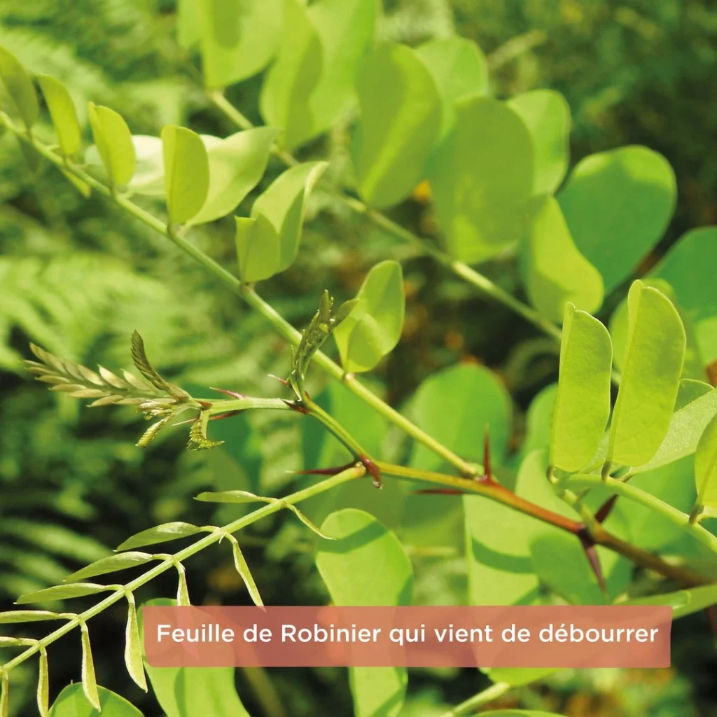 Débourrement robinier