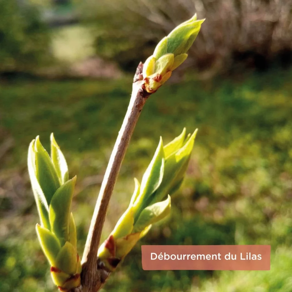 Débourrement d'un lilas