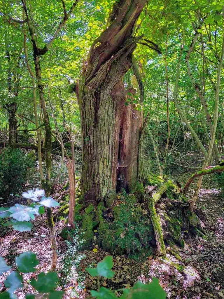 Châtaignier remarquable