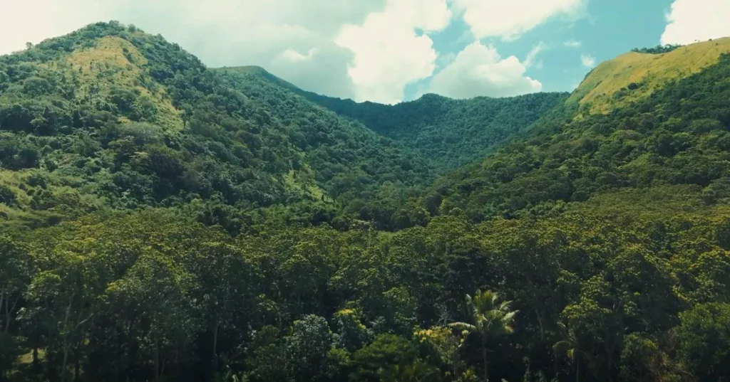 La forêt de Wolomeze sur l'île de Florès Indonésie