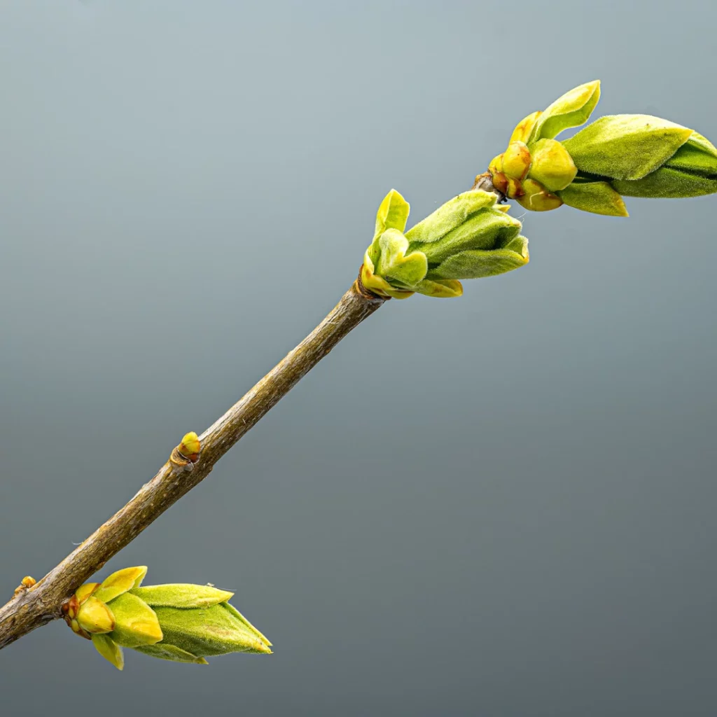 Photo aperçue de débourrement