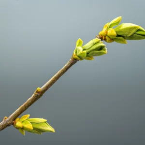 Photo aperçue de débourrement