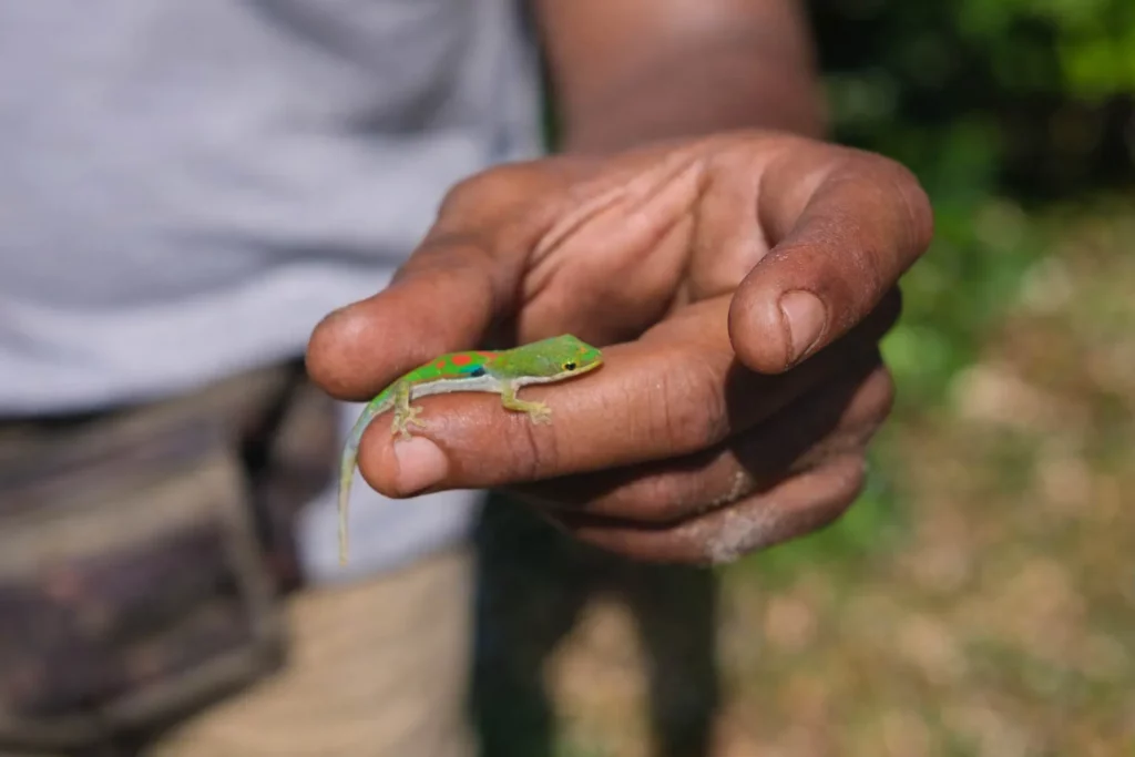 Lézard à Avotra