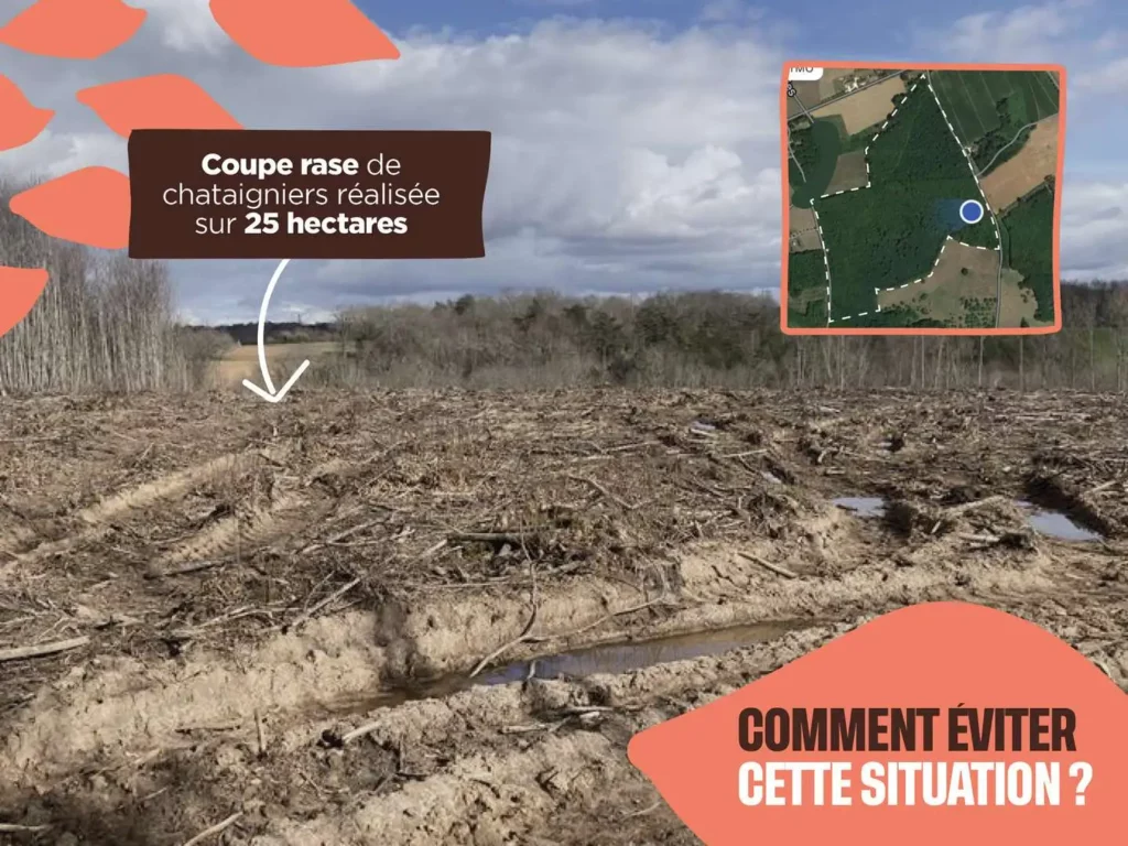 Coupe rase de 25 hectares