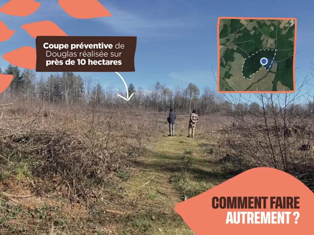 Coupe préventive de 10 hectares