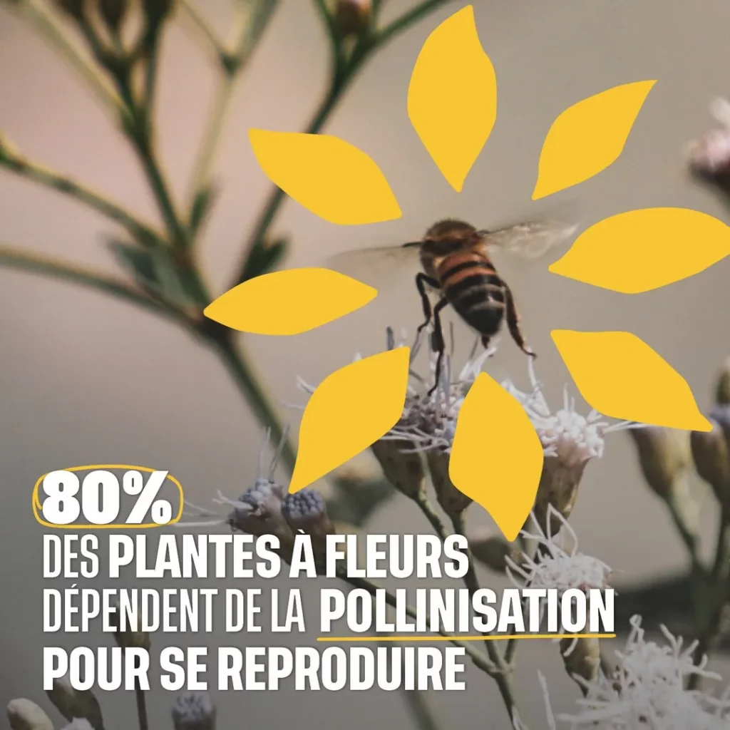 80% des plantes à fleurs dépendent de la pollinisation pour se reproduire