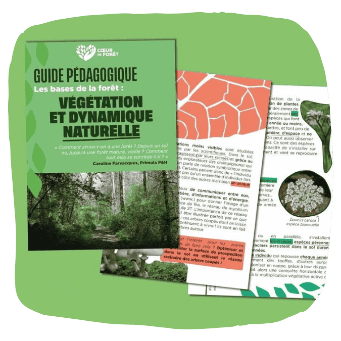 Guide sur les cycles de la forêt : végétation et dynamiques naturelles