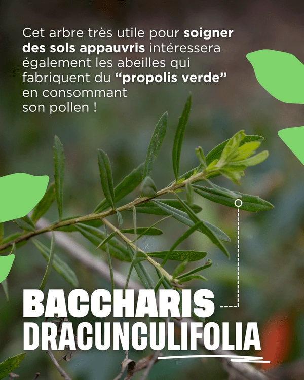 Baccharis Dracunculifolia