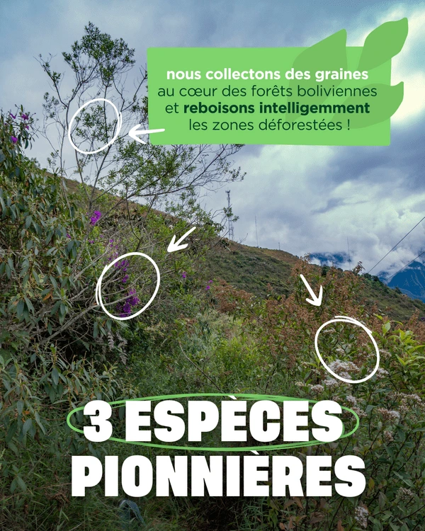 3 espèces pionnières