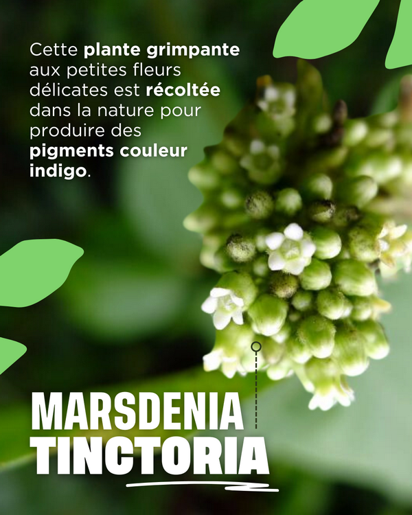 Marsdenia Tinctoria