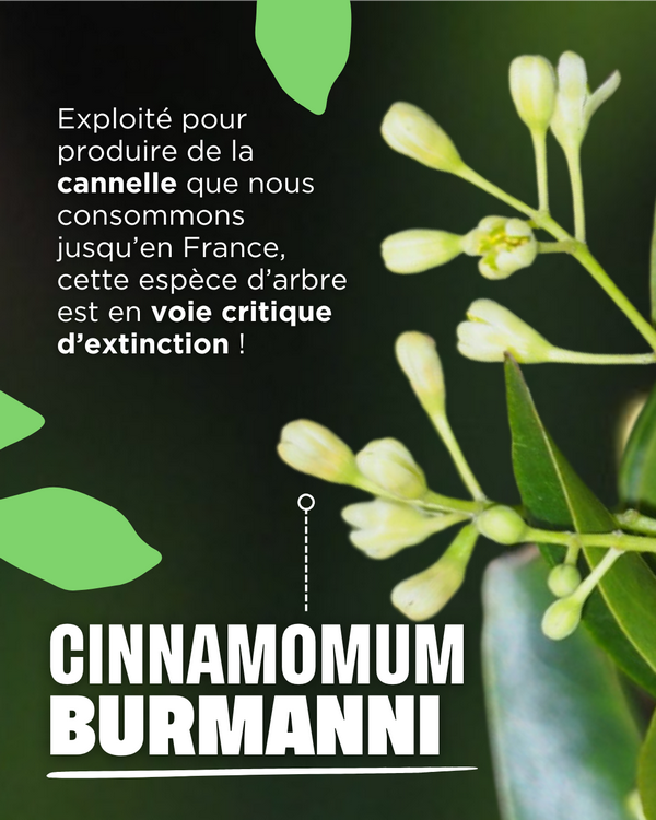 Cinnamomum Burmanni