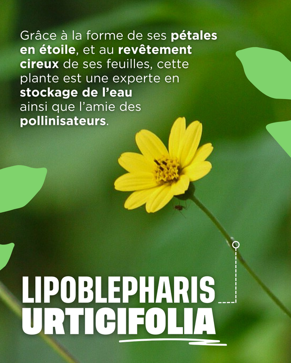 Lipoblepharis Urticifolia