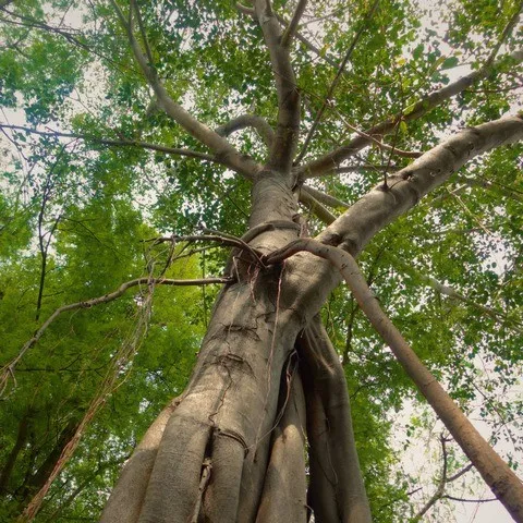 Forêt tropicale sèche