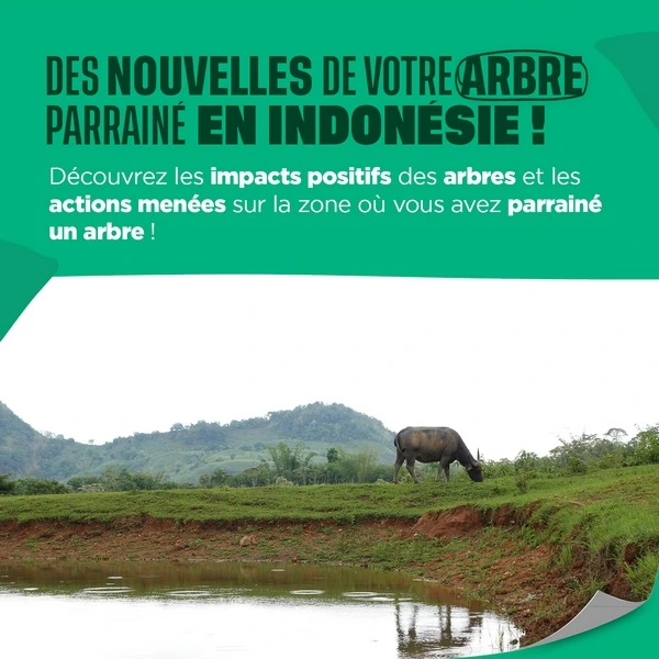Des nouvelles de votre arbres parrainé en Indonésie
