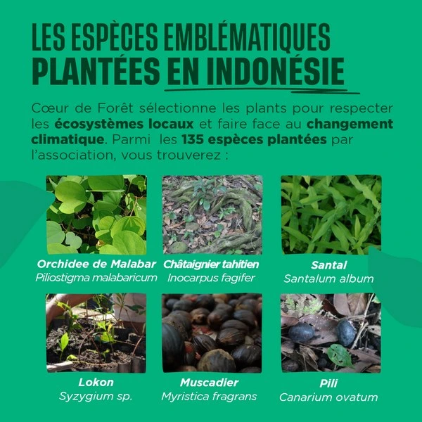 Les espèces emblématiques plantées en Indonésie