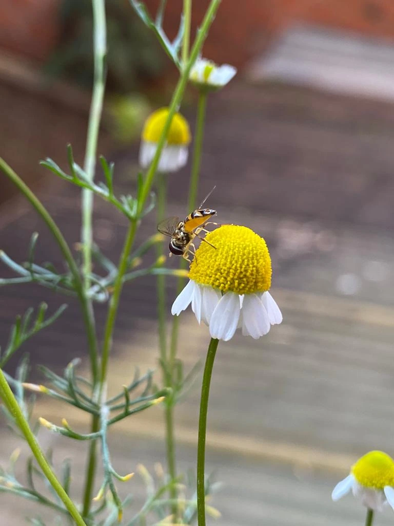 abeille mélipone qui butine