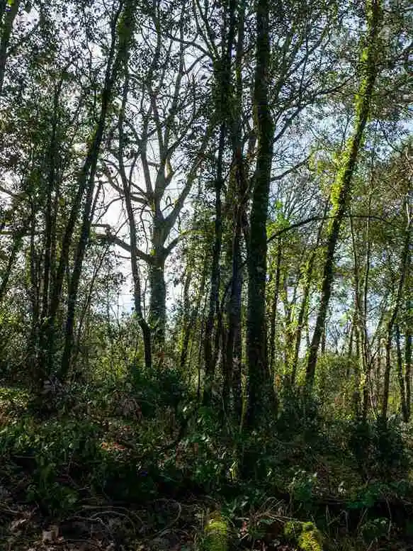 Forêt de Mme Humblet