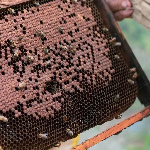 Préserver les abeilles en Bolivie