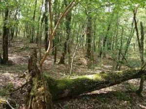 Foret d'un propriétaire