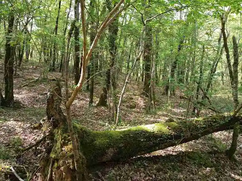 Foret d'un propriétaire