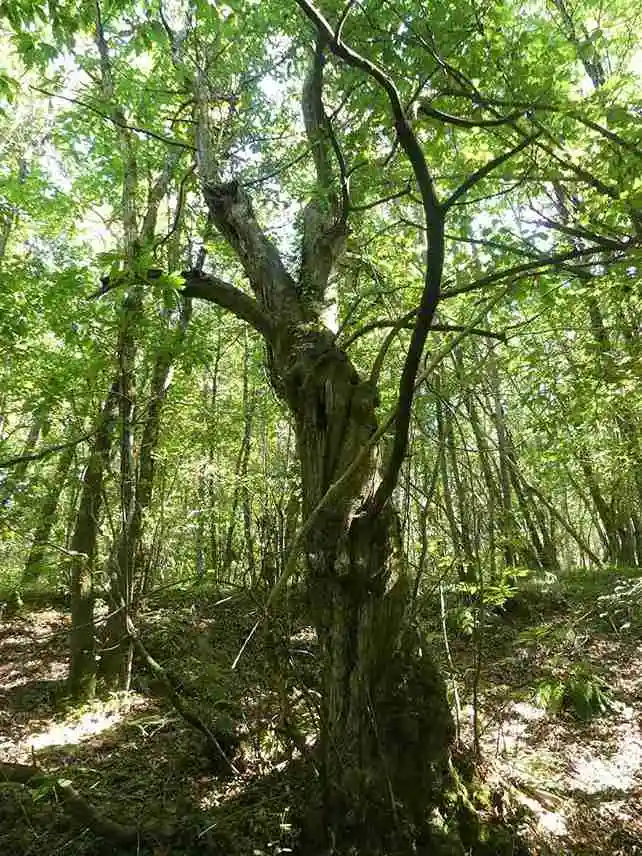 Taillis dans la forêt de la famille Deshaye