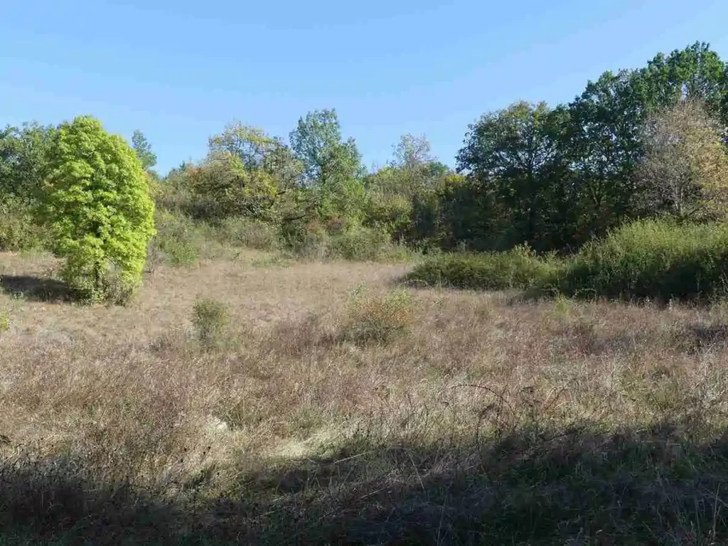 Pelouse dans la propriété de la famille Decoux