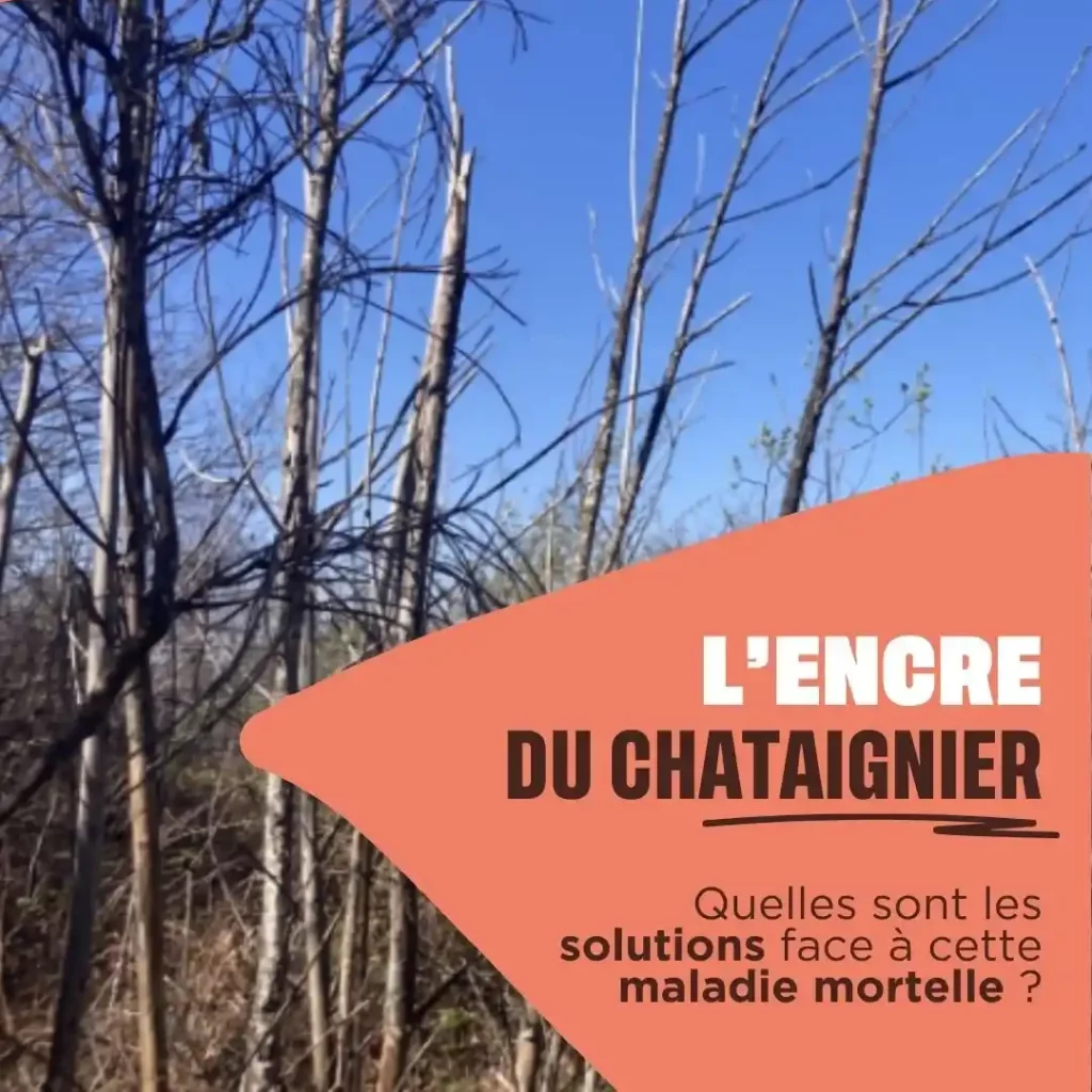 L'encre du châtaignier