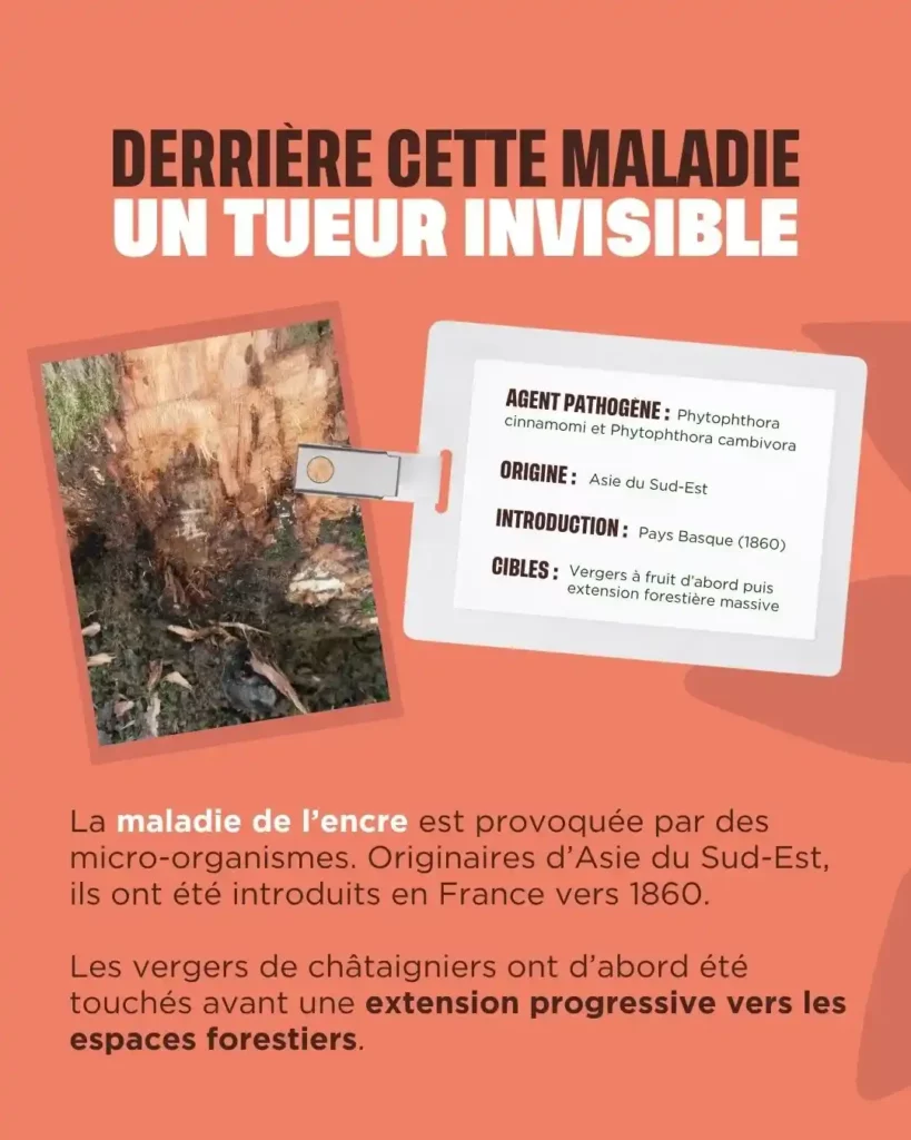 derrière la maladie de l'encre du châtaignier, un tueur invisible