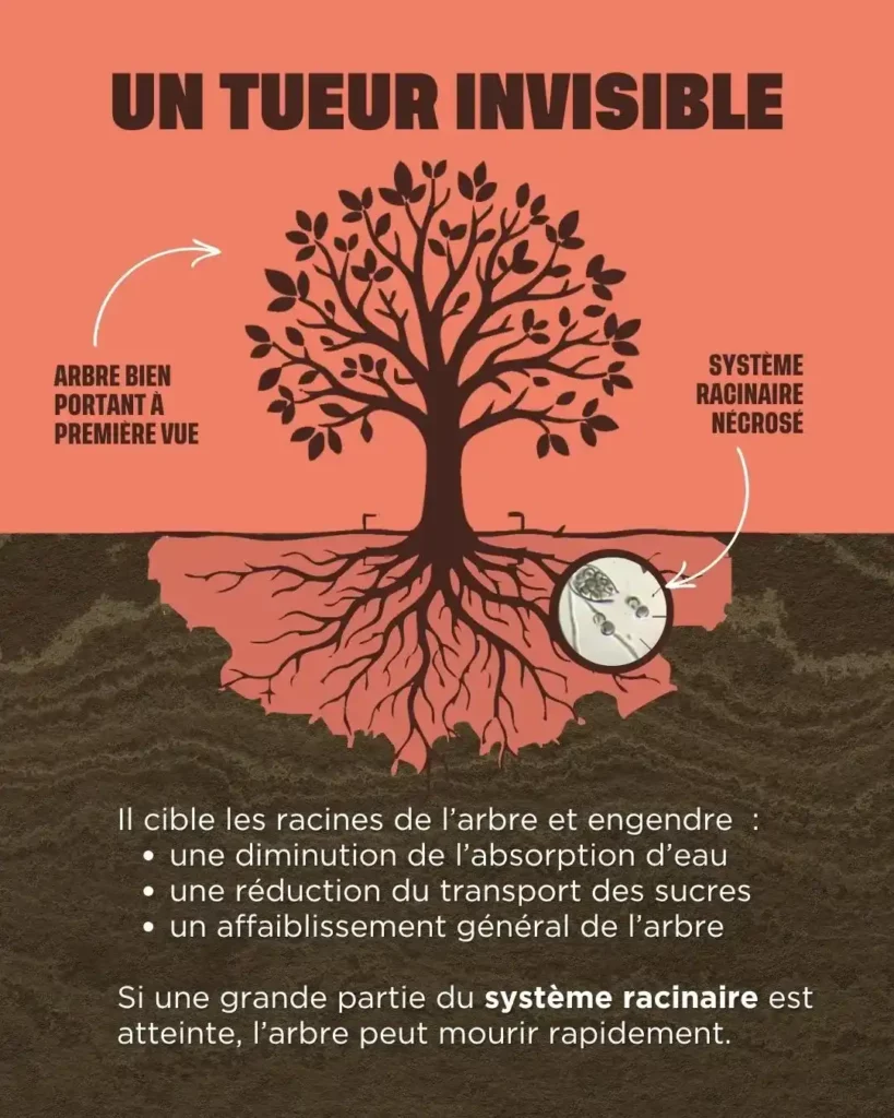 L'encre du châtaignier attaque les racines