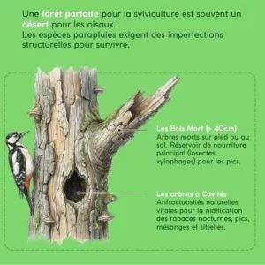 Une forêt parfaite pour la sylviculture est souvent un désert pour les oisaux. Les espèces parapluies exigent des imperfections structurelles pour survivre.