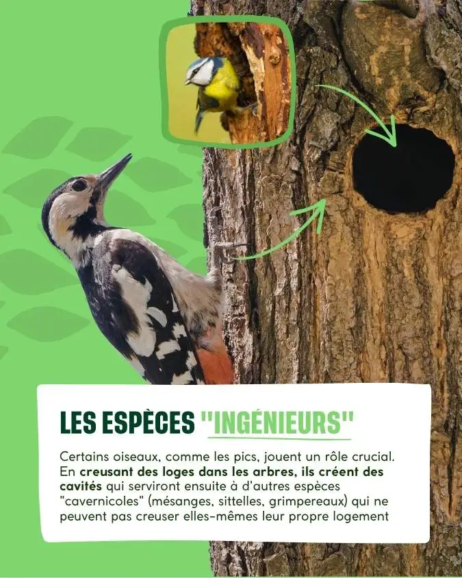 Les espèces d'oiseaux parapluie