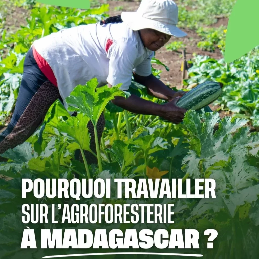 Travailler sur l'agroforesterie à Madagascar