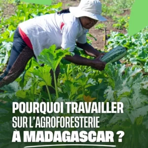 Travailler sur l'agroforesterie à Madagascar