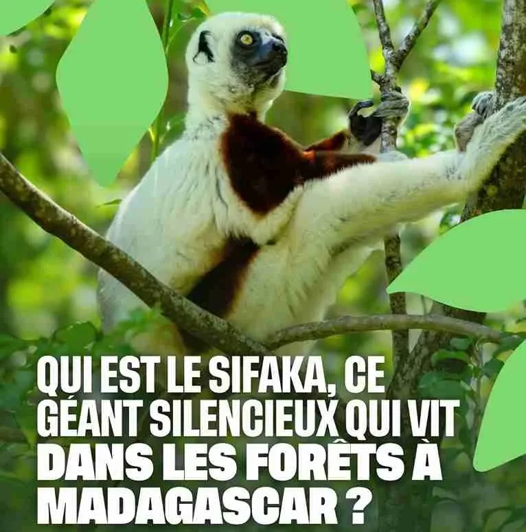 Qui est le sifaka, ce géant silencieux qui vit dans les forêts à Madagascar ?