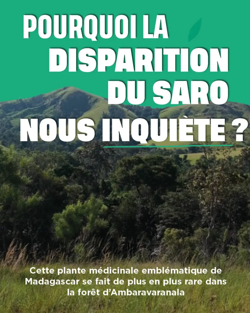 Pourquoi la disparition du saro nous inquiète ?