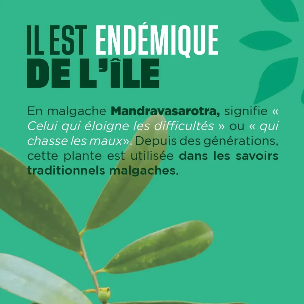 Le saro endémique de Madagascar