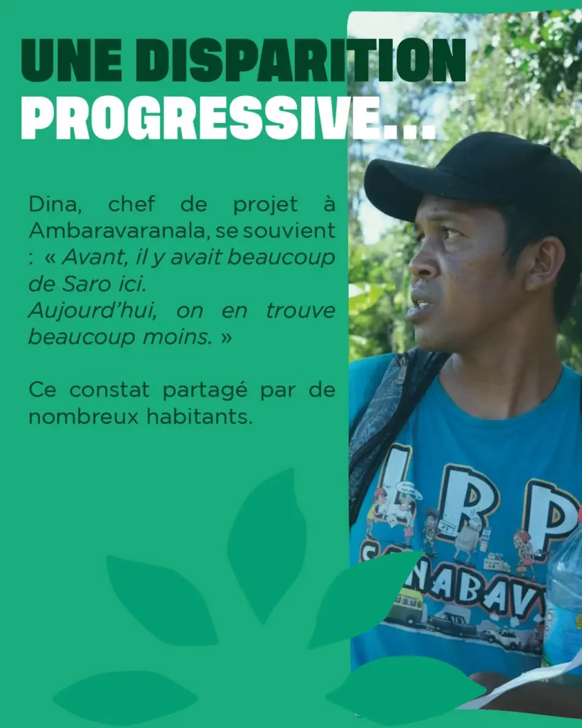 La disparition du Saro