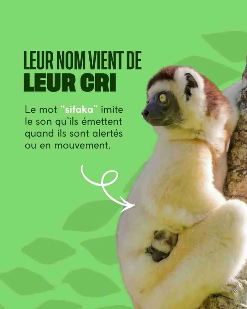 Le cri du Sifaka lui a donné son nom