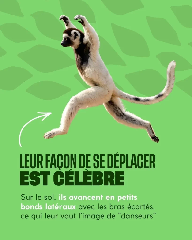 La danse du Sifaka